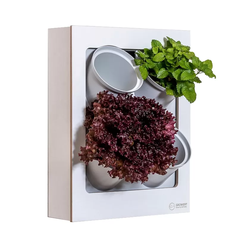 taimesein LIGHT by Growert