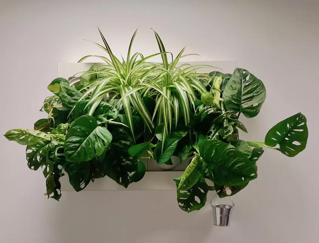 taimesein LIGHT by Growert