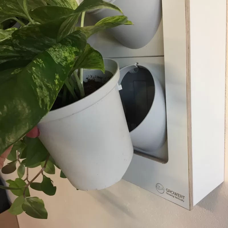 taimesein LIGHT by Growert