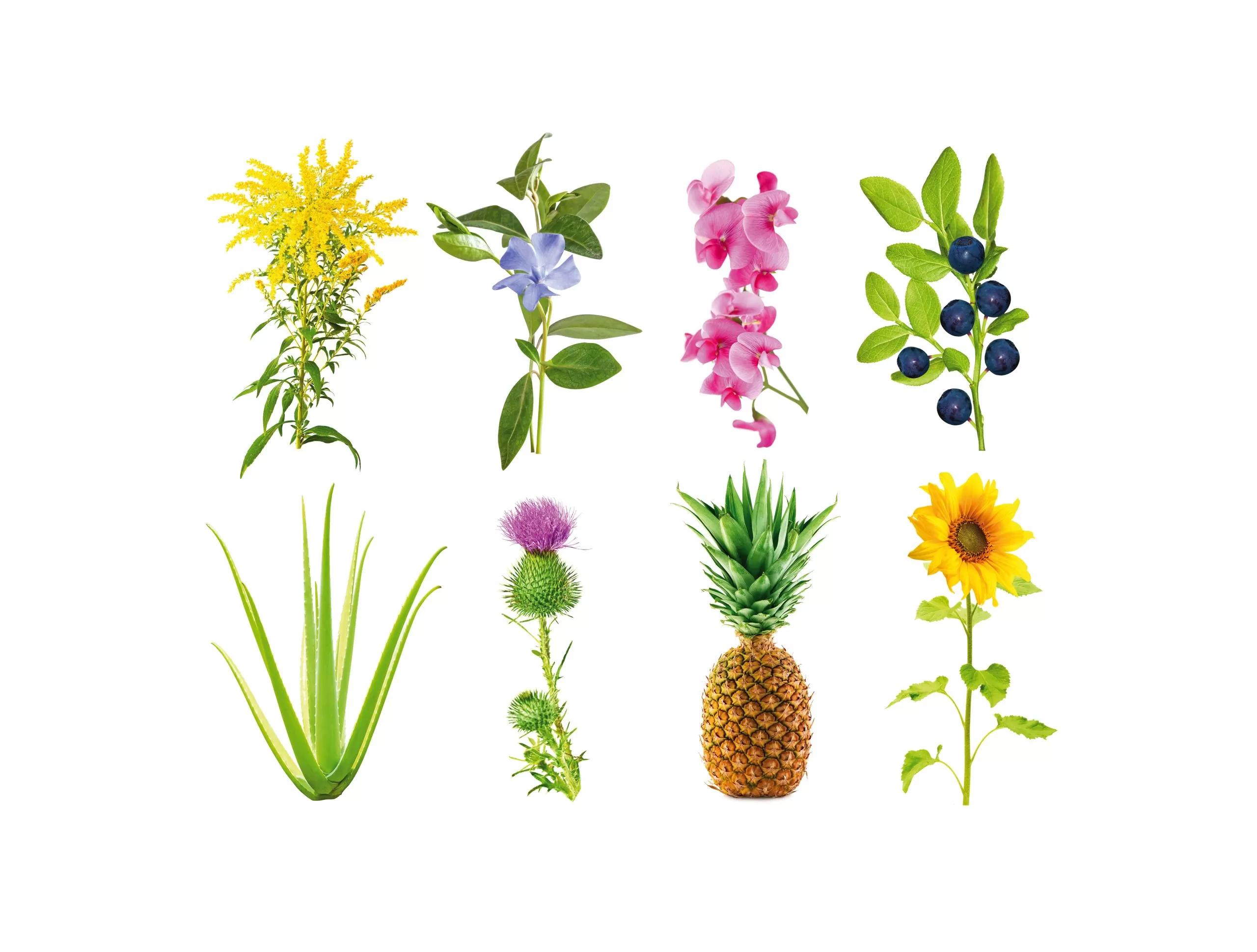 plant pod 3-pack by Click and Grow